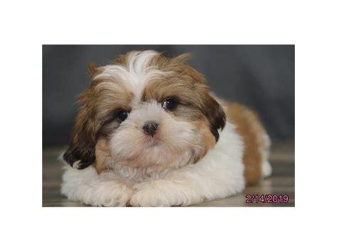 Clarksville Maltese puppies available 0. . Montgomery pets craigslist